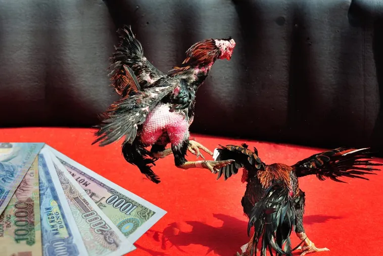 Cách Chơi Đá Gà Sabong Tại C54 Hiệu Quả Nhất 2025 1 Cách Chơi Đá Gà Sabong Tại C54 Hiệu Quả Nhất 2025